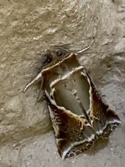 Habrosyne pyritoides