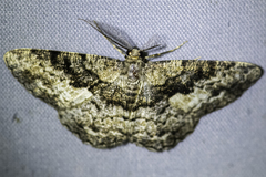 Hypomecis externaria