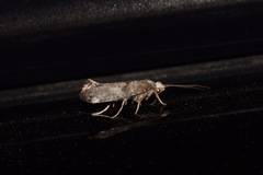 Swammerdamia pyrella