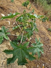 Ricinus communis