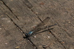 Argia tibialis
