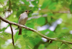 Microptilotis gracilis