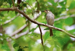 Microptilotis gracilis