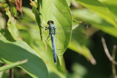Erythemis simplicicollis