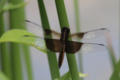 Libellula luctuosa
