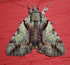 Catocala blandula