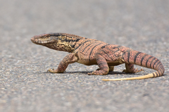 Varanus griseus caspius