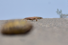 Varanus griseus caspius