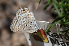 Lepidochrysops plebeia