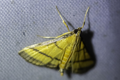 Cnaphalocrocis pauperalis
