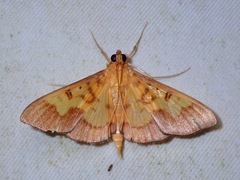 Syllepte fabiusalis