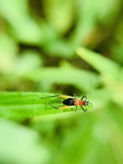 Homoeoxipha