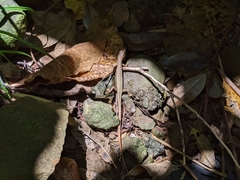 Takydromus formosanus