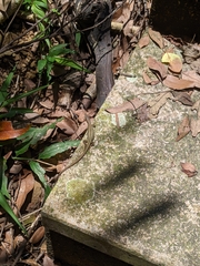 Takydromus formosanus