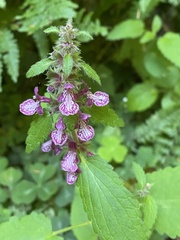 Stachys mexicana