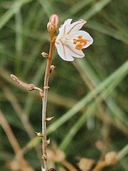 Asphodelus fistulosus