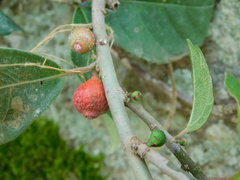 Ficus montana