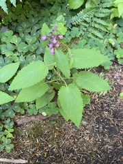 Stachys mexicana