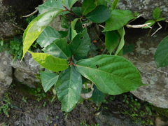 Ficus montana