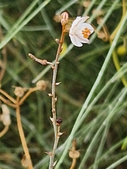 Asphodelus fistulosus