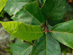 Ficus montana