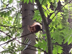 Sciurus vulgaris