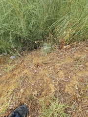 Asphodelus fistulosus