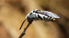 Thyreus quinquefasciatus