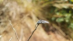 Thyreus quinquefasciatus