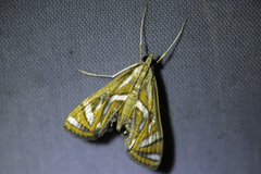 Margarosticha euprepialis