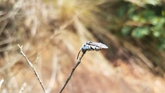 Thyreus quinquefasciatus