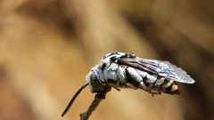 Thyreus quinquefasciatus