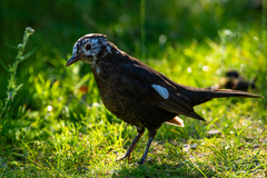 Turdus merula