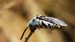 Thyreus quinquefasciatus