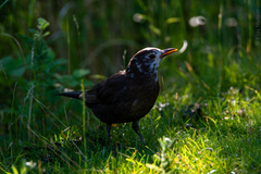 Turdus merula