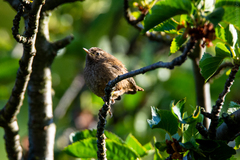 Troglodytes troglodytes