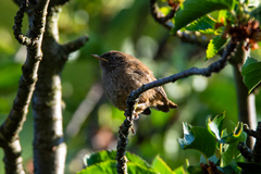 Troglodytes troglodytes