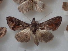 Plusiopalpa adrasta