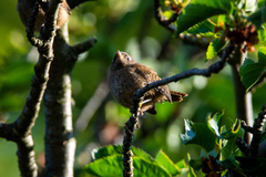 Troglodytes troglodytes