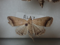 Simplicia mistacalis