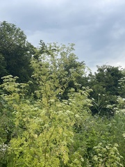 Smyrnieae