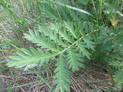 Potentilla longifolia