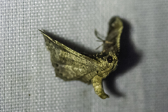 Scenedra decoratalis