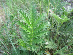 Potentilla longifolia
