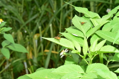 Mesembrius bengalensis