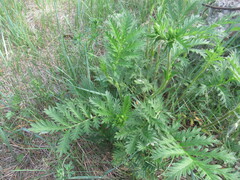 Potentilla longifolia