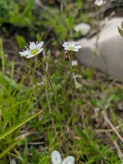 Minuartia hirsuta
