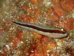 Gobius vittatus