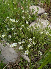 Minuartia adenotricha