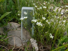 Minuartia adenotricha